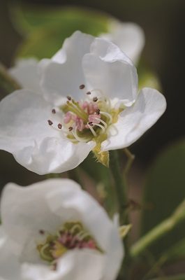 Some varieties of flowering pears can live 150 years.