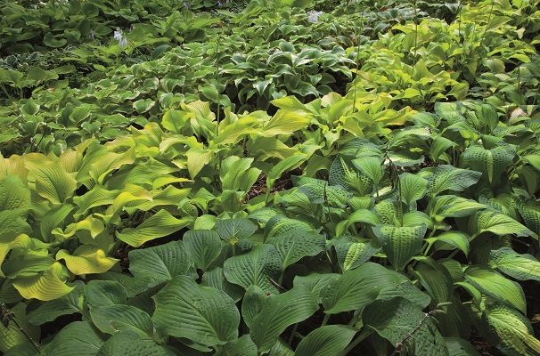 Hosta cultivars are grown in rows throughout the arboretum. At left, the bright green leaf of Sun Power is evident next to the deep green, textured leaves of Guacamole.