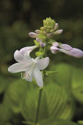 The hosta known as Stained Glass exhibits large, fragrant, pale lavender flowers that appear in fall.
