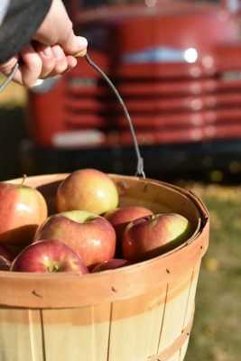 This guest got quite the apple bounty on their trip to the orchard!