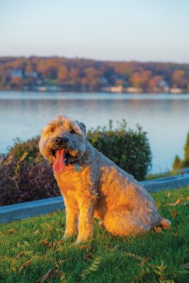 Chewy, 9-year-old Soft-Coated Wheaton Terrier