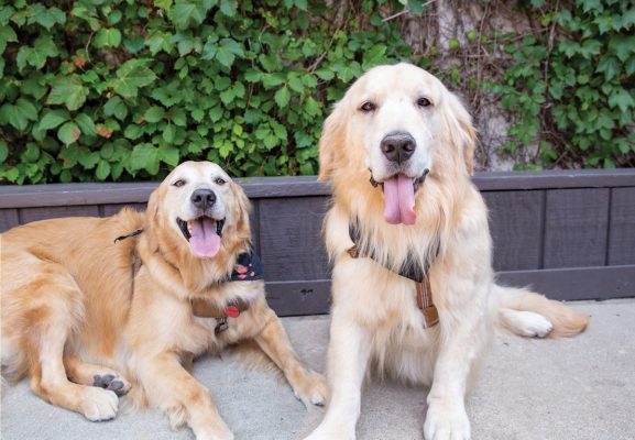 Bridger & Bolt, 2-year-old and 4-year-old Golden Retrievers