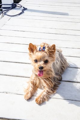 Gracie, 4-year-old Yorkshire Terrier