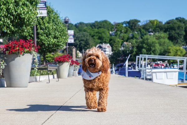 Strebbie, 2-year-old Toy Goldendoodle