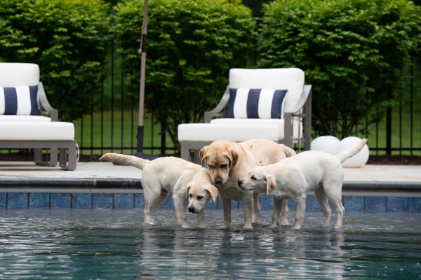Brando, Dock & Rigby, 5-month-old, 5-year-old & 6-month-old English Labradors