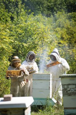 Beekeeping_HAL-05