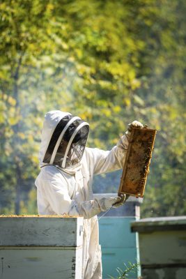 Beekeeping_HAL-09