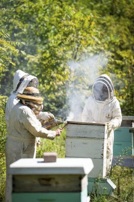 Beekeeping_HAL-15